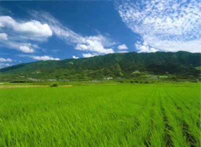 画像1: 若竹屋　渓（たに） 純米吟醸 1800ml