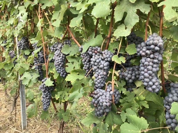 画像3: 【赤・フルボディ】バルバレスコ リゼルヴァ BARBARESCO RISERVA 2007  750ml/ イタリア (3)