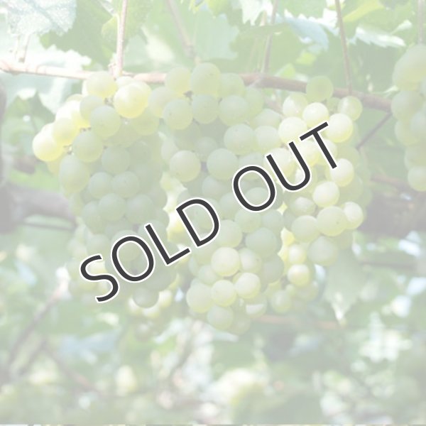 画像3: 【白・辛口・スパークリングワイン】 嘉 スパークリングワイン　13% 750ml (3)