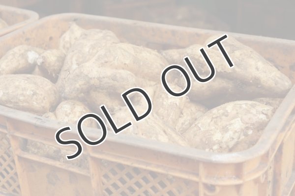 画像3: 【芋焼酎】 日南娘　黒麹仕込み　25度  720ml (3)