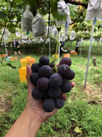 画像3: SHINDO WINES   UKIHA BUBBLES 2023（クール便推奨）