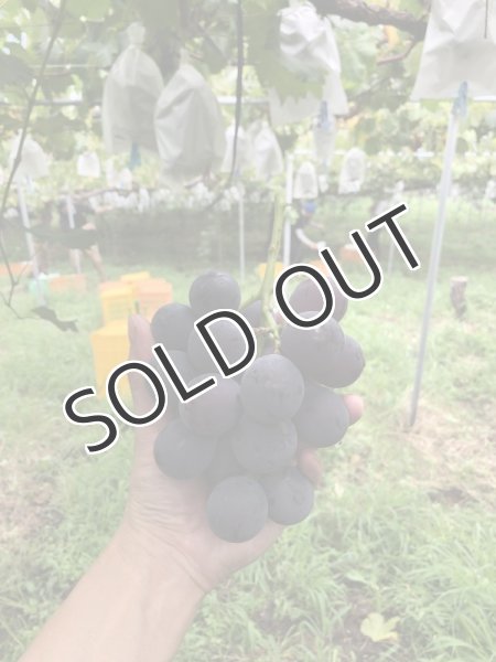 画像3: 【微発泡ワイン】SHINDO WINES シンドーワインズ  UKIHA BUBBLES 2021 750ml (3)